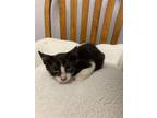 Adopt Fig 1 a Domestic Shorthair / Mixed (short coat) cat in Newman