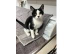 Adopt Nadia a Black & White or Tuxedo Domestic Shorthair (short coat) cat in