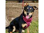 Adopt Lenny a Mixed Breed (Medium) / Mixed dog in Rancho Santa Fe, CA (38753352)