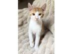 Adopt Cheeto a Orange or Red (Mostly) Domestic Shorthair / Mixed (short coat)