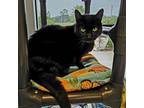 Adopt Samantha a All Black Domestic Shorthair / Mixed cat in Naples