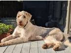 Adopt Riley a White Poodle (Standard) / Airedale Terrier / Mixed dog in Bothell