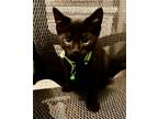 Adopt Asher Bear a American Shorthair / Mixed (short coat) cat in Raleigh