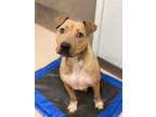 Adopt Suzanne (w Havis) a Mixed Breed