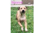 Adopt Suzanne (w Havis) a Mixed Breed