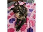 Adopt Jazzy Johnson a Tortoiseshell Domestic Shorthair / Mixed (short coat) cat