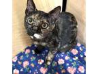 Adopt Turtle Girl a Tortoiseshell Domestic Shorthair / Mixed cat in League City