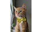 Adopt Boogie a Orange or Red Tabby Domestic Shorthair / Mixed (short coat) cat