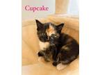 Adopt Cupcake a Tortoiseshell, Domestic Short Hair