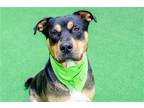Adopt Charlie a Rottweiler / Shepherd (Unknown Type) / Mixed dog in Burlingame