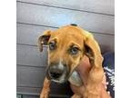 Adopt Adrian a Mixed Breed (Medium) / Mixed dog in Rancho Santa Fe