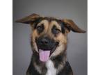 Adopt Fisher a German Shepherd Dog / Mixed dog in Houston, TX (38737262)