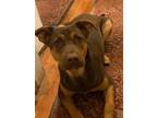 Adopt Griffin a Brown/Chocolate Shepherd (Unknown Type) / Mixed dog in Fort