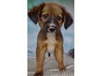 Adopt Ruby a Black - with Brown, Red, Golden, Orange or Chestnut Collie /