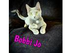 Adopt Bobbi Jo a Gray or Blue Domestic Mediumhair / Domestic Shorthair / Mixed