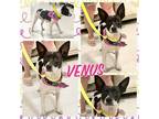 Adopt Venus a Black - with White Terrier (Unknown Type, Medium) / Mixed dog in