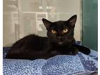 Adopt Kelsie a All Black Domestic Shorthair / Domestic Shorthair / Mixed cat in