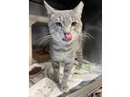 Adopt Robin a Domestic Shorthair / Mixed cat in Birdsboro, PA (38765108)