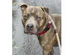 Adopt Brutus a Pit Bull Terrier / Mixed dog in Salisbury, MD (38765022)