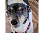 Adopt Parker (ID) a Tricolor (Tan/Brown & Black & White) Rat Terrier / Mixed dog
