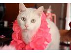 Adopt Emma Adoption Pending a White Domestic Shorthair (medium coat) cat in East