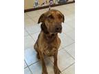 Adopt McGruff a Plott Hound / Mixed dog in Osage Beach, MO (38764210)