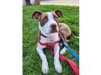 Adopt Penny a White - with Brown or Chocolate American Staffordshire Terrier /