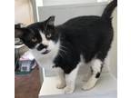 Adopt Oreo a Black & White or Tuxedo Domestic Shorthair / Mixed (short coat) cat