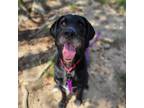 Adopt Aries a Black Retriever (Unknown Type) / Mixed dog in Augusta