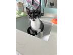 Adopt Ernie a Black & White or Tuxedo Domestic Shorthair / Mixed (short coat)