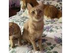 Adopt Rusti a Orange or Red Domestic Shorthair / Mixed cat in Drippings Springs