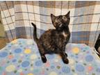 Adopt Angua Von Uberwald a Domestic Shorthair / Mixed cat in Waynesville