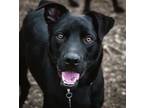 Adopt Leto a Black Labrador Retriever / Terrier (Unknown Type