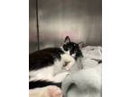 Adopt Isis a Domestic Shorthair / Mixed (short coat) cat in Angola