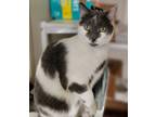 Adopt Greyjoy a Domestic Shorthair / Mixed (short coat) cat in Fremont