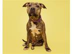 Adopt Brownie a Mixed Breed (Medium) / Mixed dog in Durham, NC (38755133)