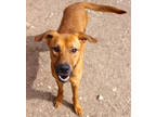 Adopt Thurston DIRD 11-28-22 a Brown/Chocolate Black Mouth Cur / Mixed dog in