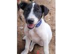 Adopt Shannon's Bob a White - with Black Shepherd (Unknown Type) / Blue Heeler