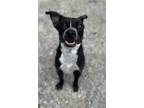 Adopt Mira a Gray/Silver/Salt & Pepper - with Black Terrier (Unknown Type