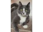 Adopt Zakia a Gray or Blue (Mostly) Domestic Shorthair / Mixed (short coat) cat