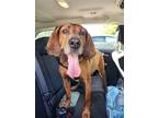 Adopt Ralph a Redbone Coonhound / Mixed dog in Brookeville, MD (38659113)