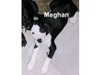 Adopt Meghan a American Pit Bull Terrier / Mixed dog in Brookeville