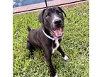 Adopt Tommy a Black - with White Labrador Retriever / Cairn Terrier / Mixed dog