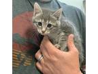 Adopt Binx a Gray or Blue Domestic Shorthair / Mixed cat in Wichita