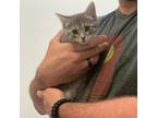 Adopt Banx a Gray or Blue Domestic Shorthair / Mixed cat in Wichita