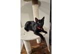 Adopt Luna a All Black Domestic Shorthair / Mixed (short coat) cat in Spring