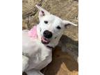 Adopt Kimmy a White Dalmatian / Shepherd (Unknown Type) / Mixed dog in