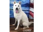 Adopt Casper a White Husky / Mixed dog in Weatherford, TX (38749110)