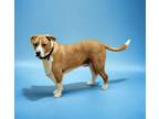 Adopt JUDGE a Tan/Yellow/Fawn - with White Labrador Retriever / Mixed dog in