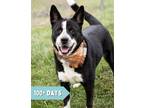 Adopt Zola a Border Collie / Mixed dog in Lancaster, OH (38758878)